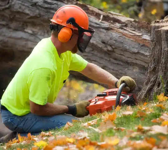 tree services Binghamton University